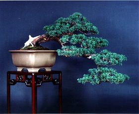 BONSAI:  a miniature tree hundreds of years old